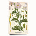 Vintage Botanical Art Print – Chrysanthemum Roseum Pink Flowers