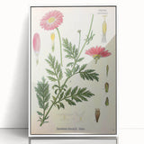 Vintage Botanical Art Print – Chrysanthemum Marschalii Red Flowers
