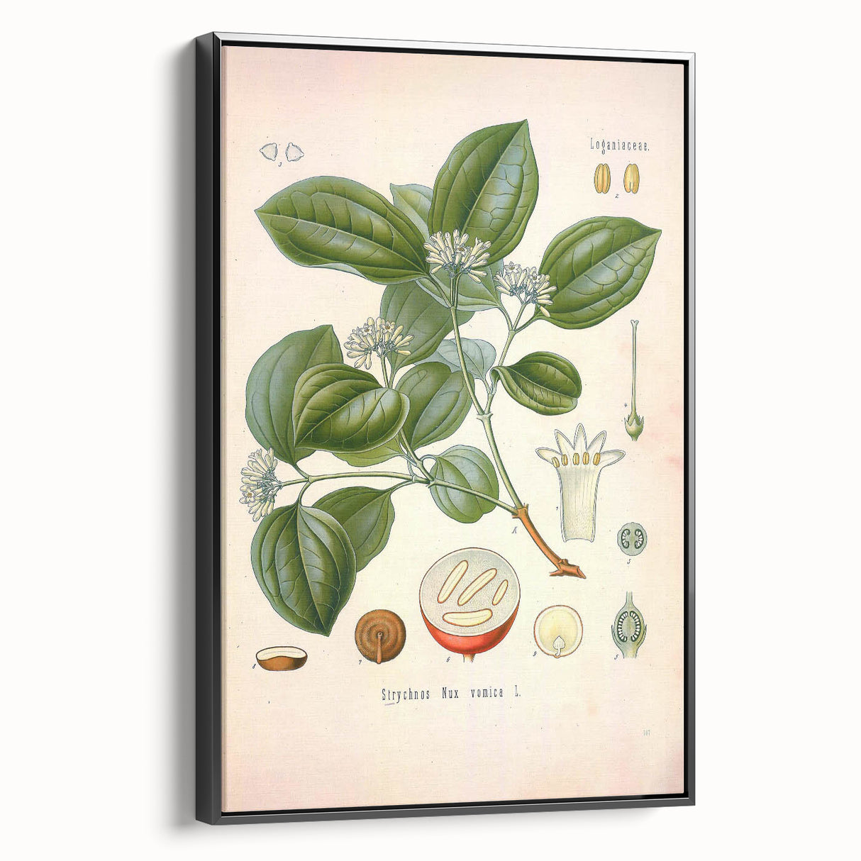 Vintage Botanical Art Print - Strychnos Nux-vomica Strychnine Tree Illustration