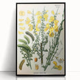 Vintage Botanical Art Print – Sarothamnus Scoparius Yellow Flowers