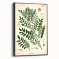 Vintage Botanical Art Print – Indigofera Anil with Green Leaves