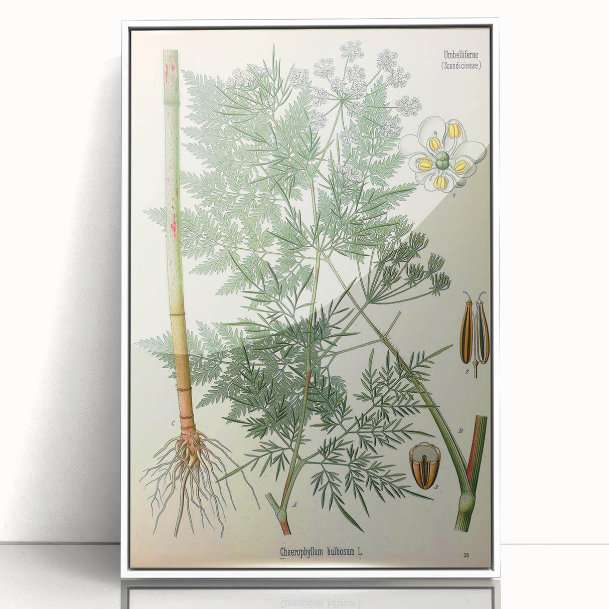 Vintage Botanical Art Print – Chaerophyllum Bulbosum with Green Leaves