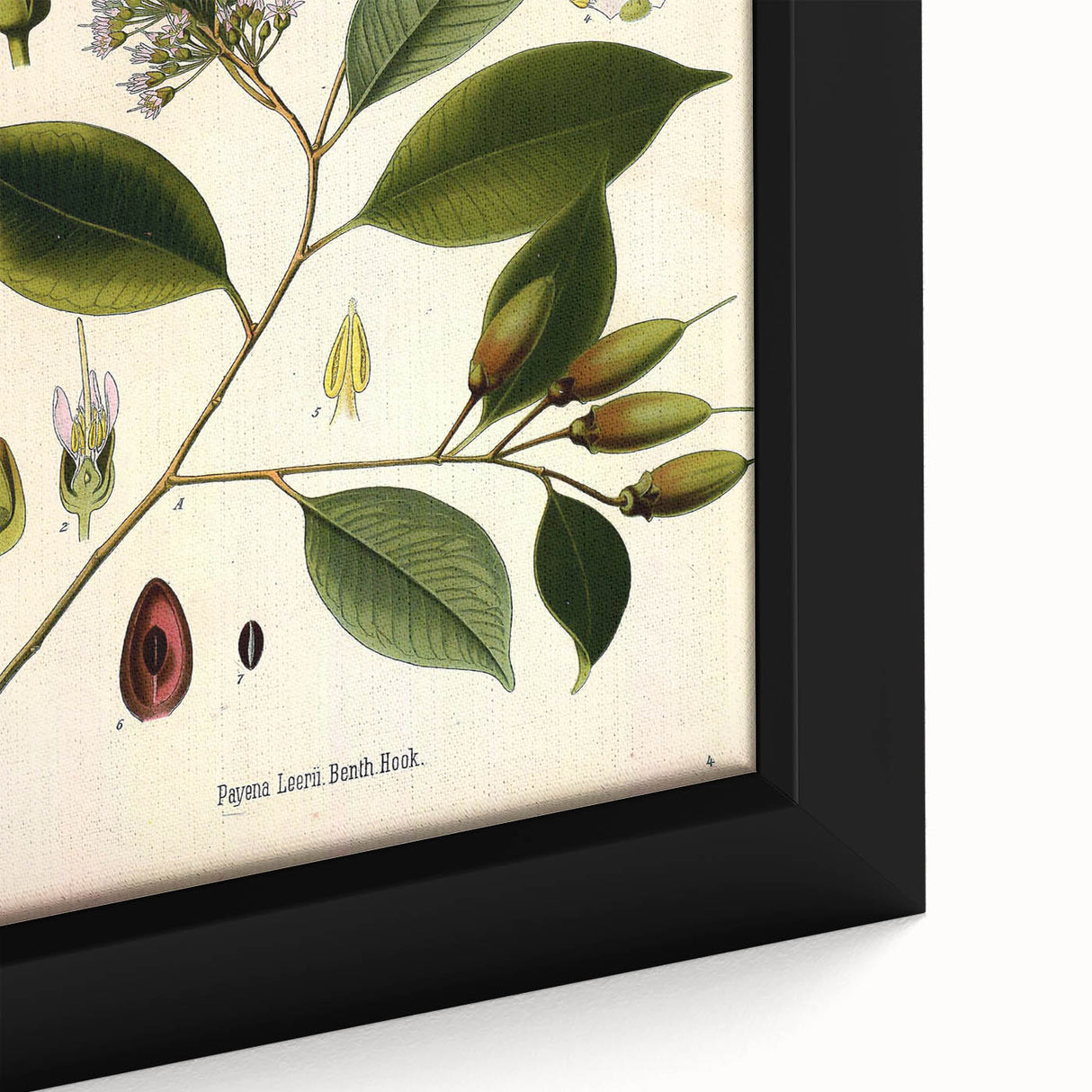 Vintage Botanical Art Print – Payena Leeri with Green Leaves