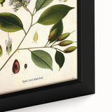 Vintage Botanical Art Print – Payena Leeri with Green Leaves