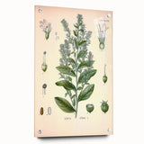 Vintage Botanical Illustration of Lobelia – Botanical Art Prints