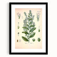 Vintage Botanical Illustration of Lobelia – Botanical Art Prints