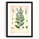Vintage Botanical Illustration of Lobelia – Botanical Art Prints