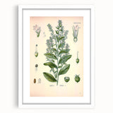 Vintage Botanical Illustration of Lobelia – Botanical Art Prints