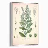 Vintage Botanical Illustration of Lobelia – Botanical Art Prints