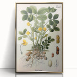 Vintage Botanical Art Print – Arachis Hypogaea with Yellow Flowers