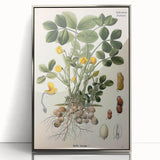 Vintage Botanical Art Print – Arachis Hypogaea with Yellow Flowers