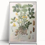 Vintage Botanical Art Print – Arachis Hypogaea with Yellow Flowers