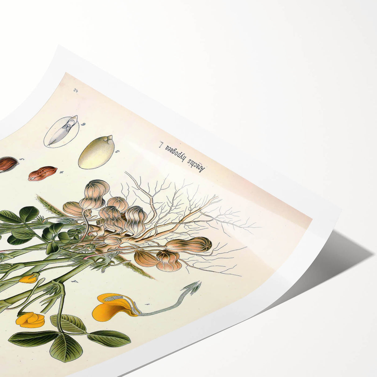 Vintage Botanical Art Print – Arachis Hypogaea with Yellow Flowers