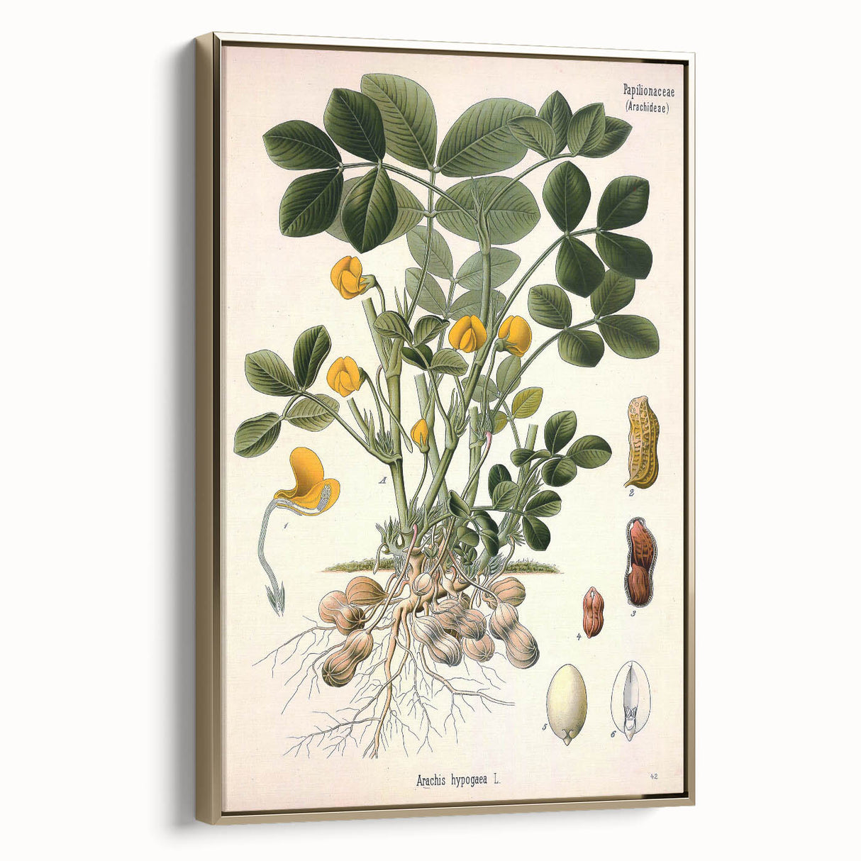 Vintage Botanical Art Print – Arachis Hypogaea with Yellow Flowers