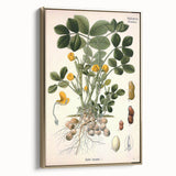 Vintage Botanical Art Print – Arachis Hypogaea with Yellow Flowers