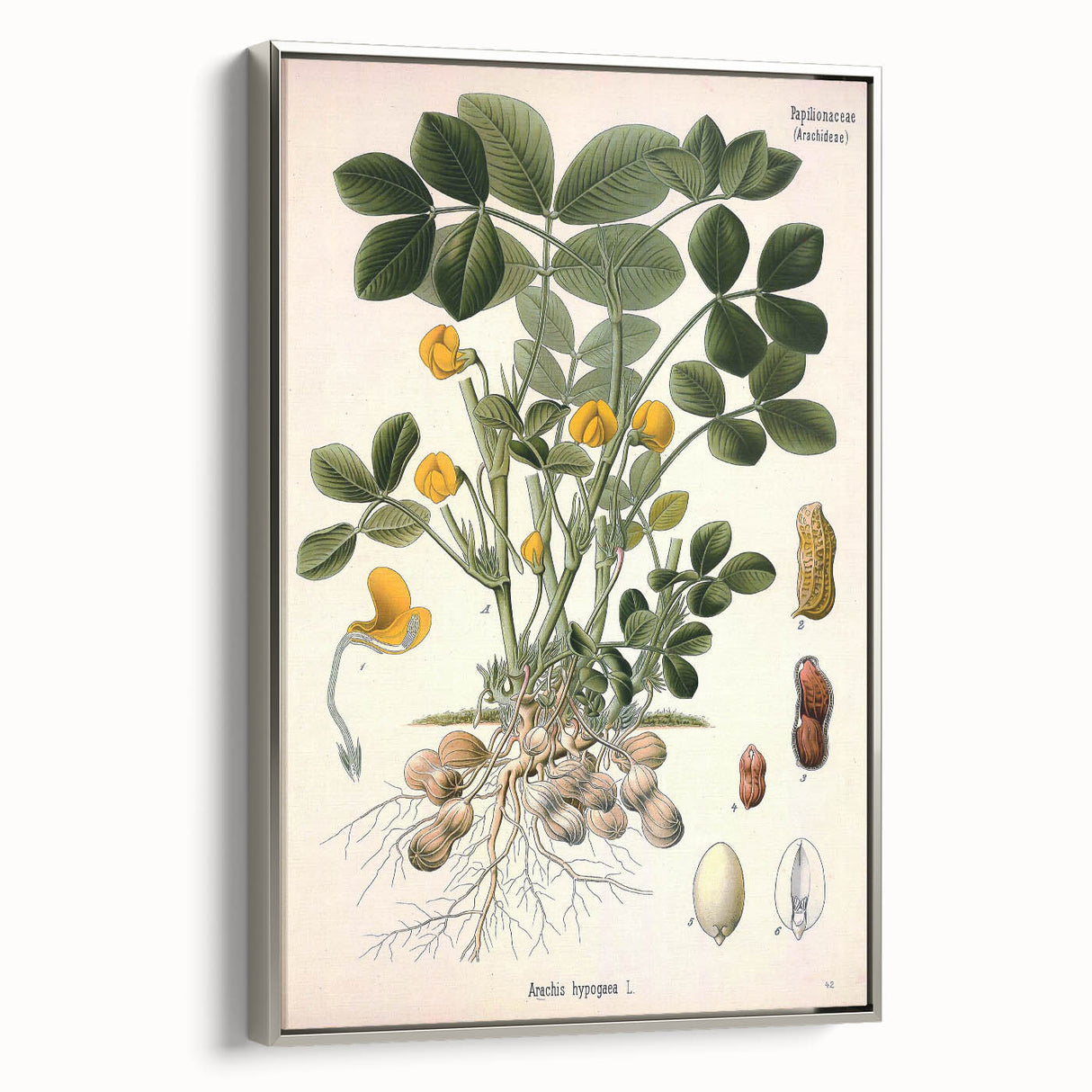 Vintage Botanical Art Print – Arachis Hypogaea with Yellow Flowers