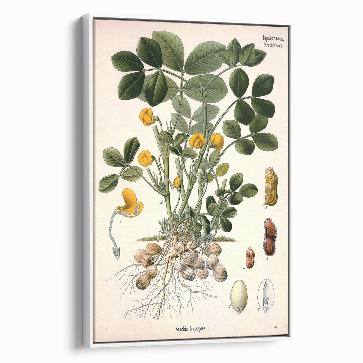 Vintage Botanical Art Print – Arachis Hypogaea with Yellow Flowers