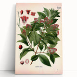 Vintage Botanical Art Print – Santalum Album with Red Flowers