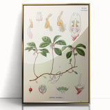 Vintage Botanical Art Print – Gaultheria Procumbens with Red Berries