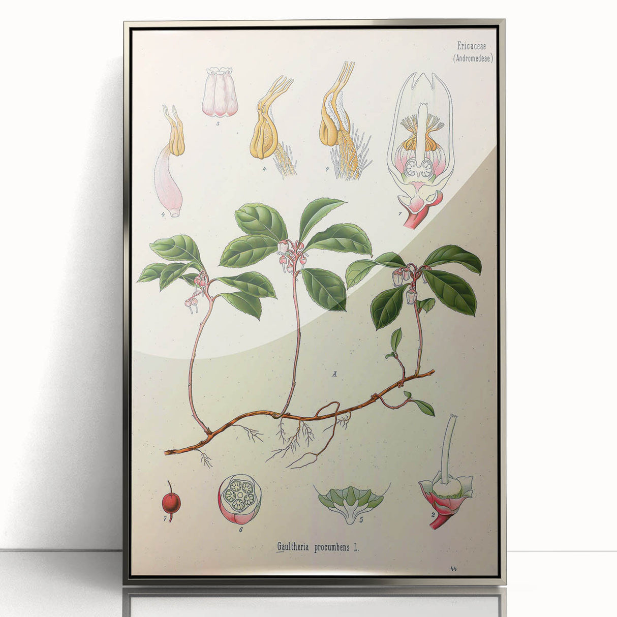 Vintage Botanical Art Print – Gaultheria Procumbens with Red Berries