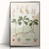 Vintage Botanical Art Print – Gaultheria Procumbens with Red Berries