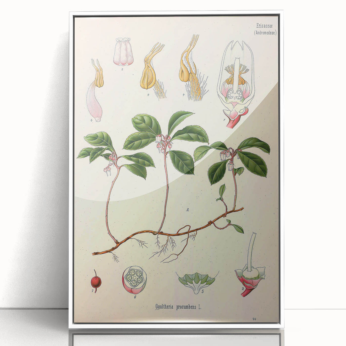 Vintage Botanical Art Print – Gaultheria Procumbens with Red Berries