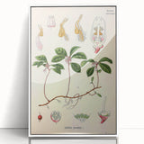 Vintage Botanical Art Print – Gaultheria Procumbens with Red Berries
