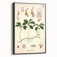 Vintage Botanical Art Print – Gaultheria Procumbens with Red Berries