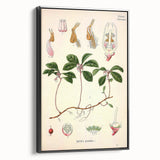 Vintage Botanical Art Print – Gaultheria Procumbens with Red Berries