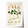 Vintage Botanical Art Print – Gaultheria Procumbens with Red Berries