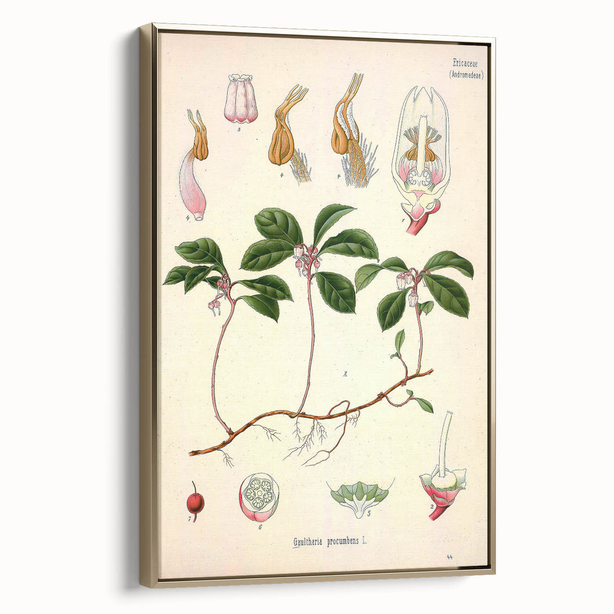 Vintage Botanical Art Print – Gaultheria Procumbens with Red Berries
