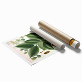 Vintage Botanical Art Print – Strychnos Ignatii with Green Leaves