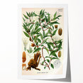 Botanical Art Prints – Vintage Botanical Illustration Art