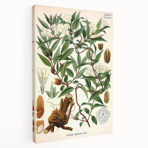 Botanical Art Prints – Vintage Botanical Illustration Art