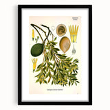 Botanical Art Prints – Vintage Botanical Illustration Art
