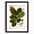 Botanical Art Prints – Vintage Botanical Illustration Art