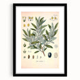 Vintage Botanical Illustration of Olive – Botanical Art Prints
