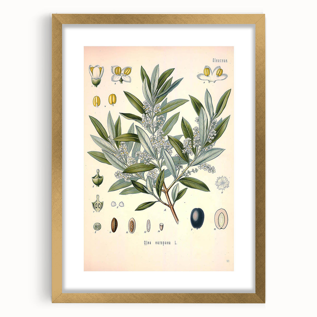 Vintage Botanical Illustration of Olive – Botanical Art Prints