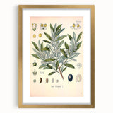 Vintage Botanical Illustration of Olive – Botanical Art Prints