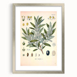 Vintage Botanical Illustration of Olive – Botanical Art Prints