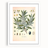 Vintage Botanical Illustration of Olive – Botanical Art Prints