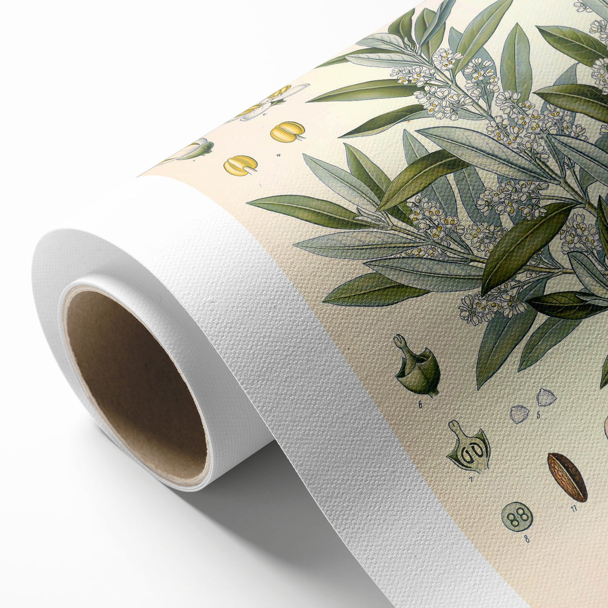 Vintage Botanical Illustration of Olive – Botanical Art Prints