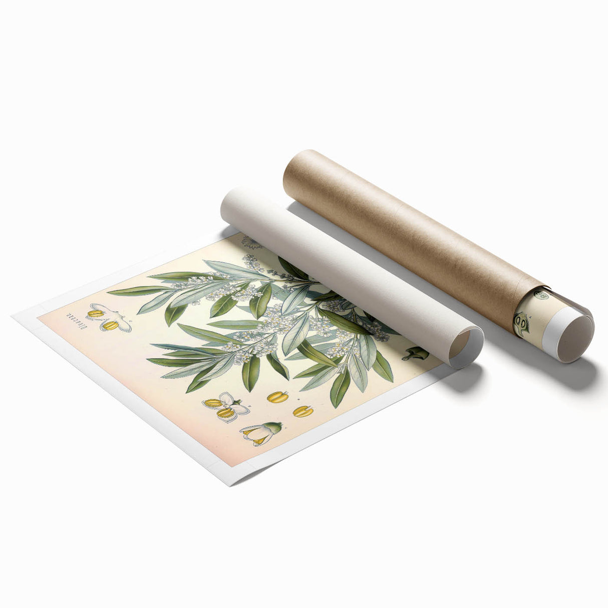 Vintage Botanical Illustration of Olive – Botanical Art Prints