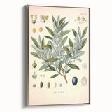 Vintage Botanical Illustration of Olive – Botanical Art Prints