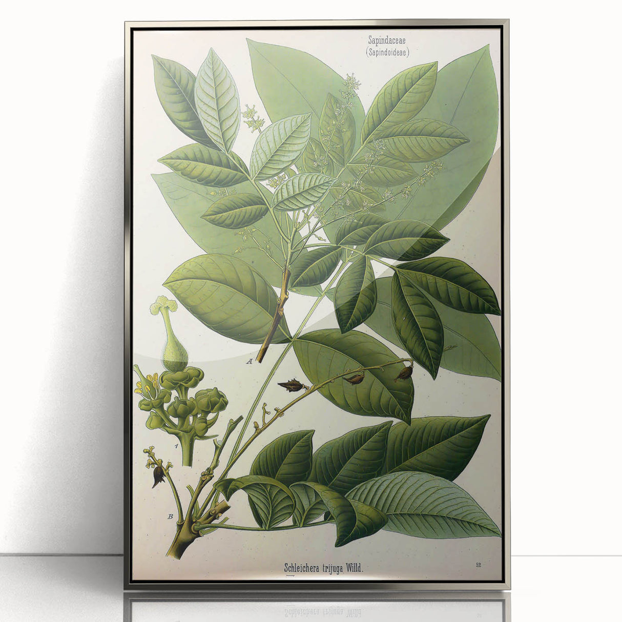 Botanical Art Prints – Vintage Botanical Illustration Art
