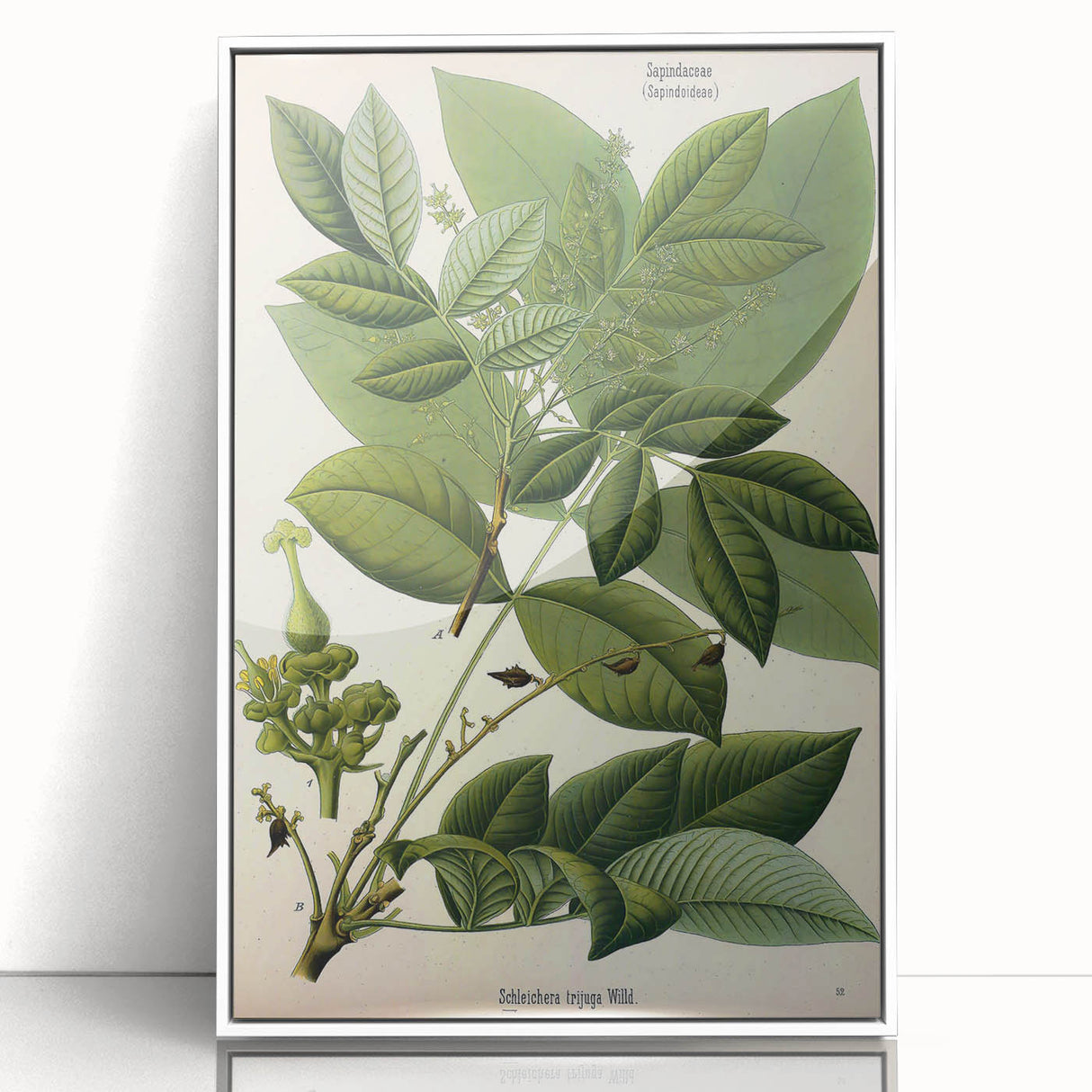 Botanical Art Prints – Vintage Botanical Illustration Art