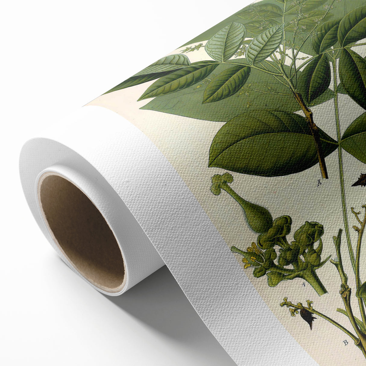 Botanical Art Prints – Vintage Botanical Illustration Art