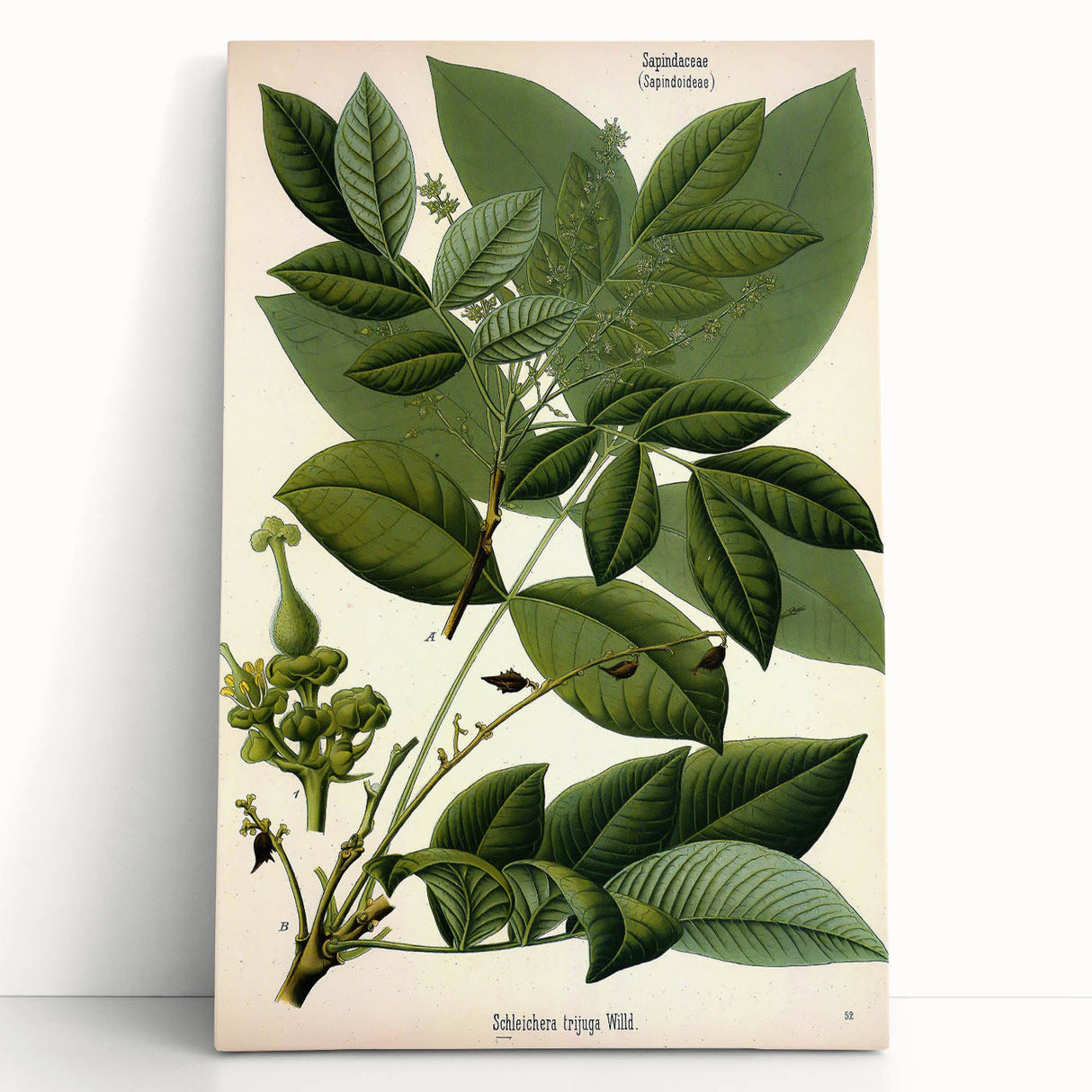Botanical Art Prints – Vintage Botanical Illustration Art