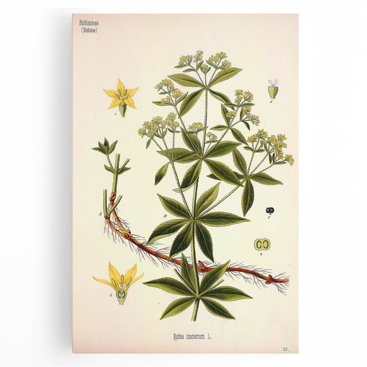 Botanical Art Prints – Vintage Botanical Illustration Art