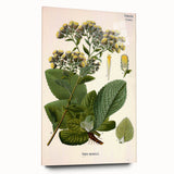 Vintage Botanical Art Prints – Conyza Squarrosa Illustration